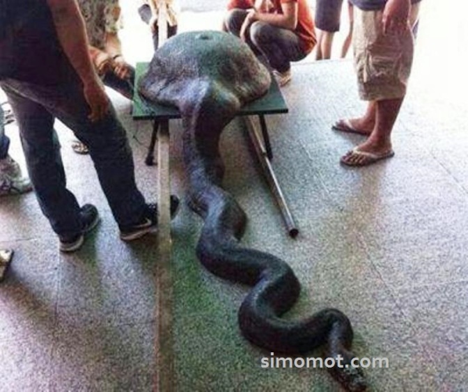 Foto ular piton menelan wajan hebihkan twitter