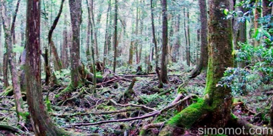 Hutan Aokigahara, Tempat Bunuh Diri Paling Angker Di Jepang ~ Nyinyuk Berbagi